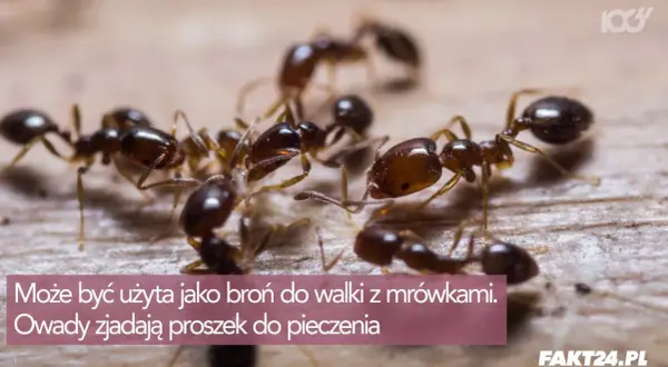 Jak wykorzystać przeterminowany proszek do pieczenia? Sprytne triki!